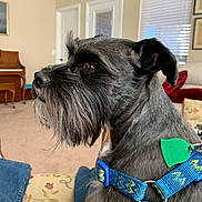 Zach is registered to the contest to win money with this photo: dog, schnauzer, blue_harness, indoor, living_room, cushion, window_blinds, piano, brown_eyes, pet, side_profile, furniture, decor, canine, animal, domestic, closeup, seated, gray_fur, tag