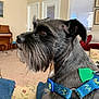 dog, schnauzer, blue_harness, indoor, living_room, cushion, window_blinds, piano, brown_eyes, pet, side_profile, furniture, decor, canine, animal, domestic, closeup, seated, gray_fur, tag