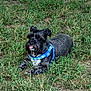 Zach joined the competition — help win amazing prizes! dog, animal, grass, outdoor, pet, canine, black_dog, fur, tongue_out, harness, resting, nature, greenery, mammal, laying_down, cute, small_dog, summer, daytime, playful
