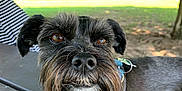 Zach is registered to the contest to win money with this photo: animal, beard, brown_eyes, canine, closeup, collar, cute, dog, ears, face, fur, nature, outdoor, park, pet, resting, schnauzer, shade, table, tree