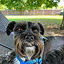 dog, schnauzer, pet, outdoor, collar, beard, fur, face, closeup, animal, canine, park, shade, tree, nature, resting, cute, ears, brown_eyes, table
