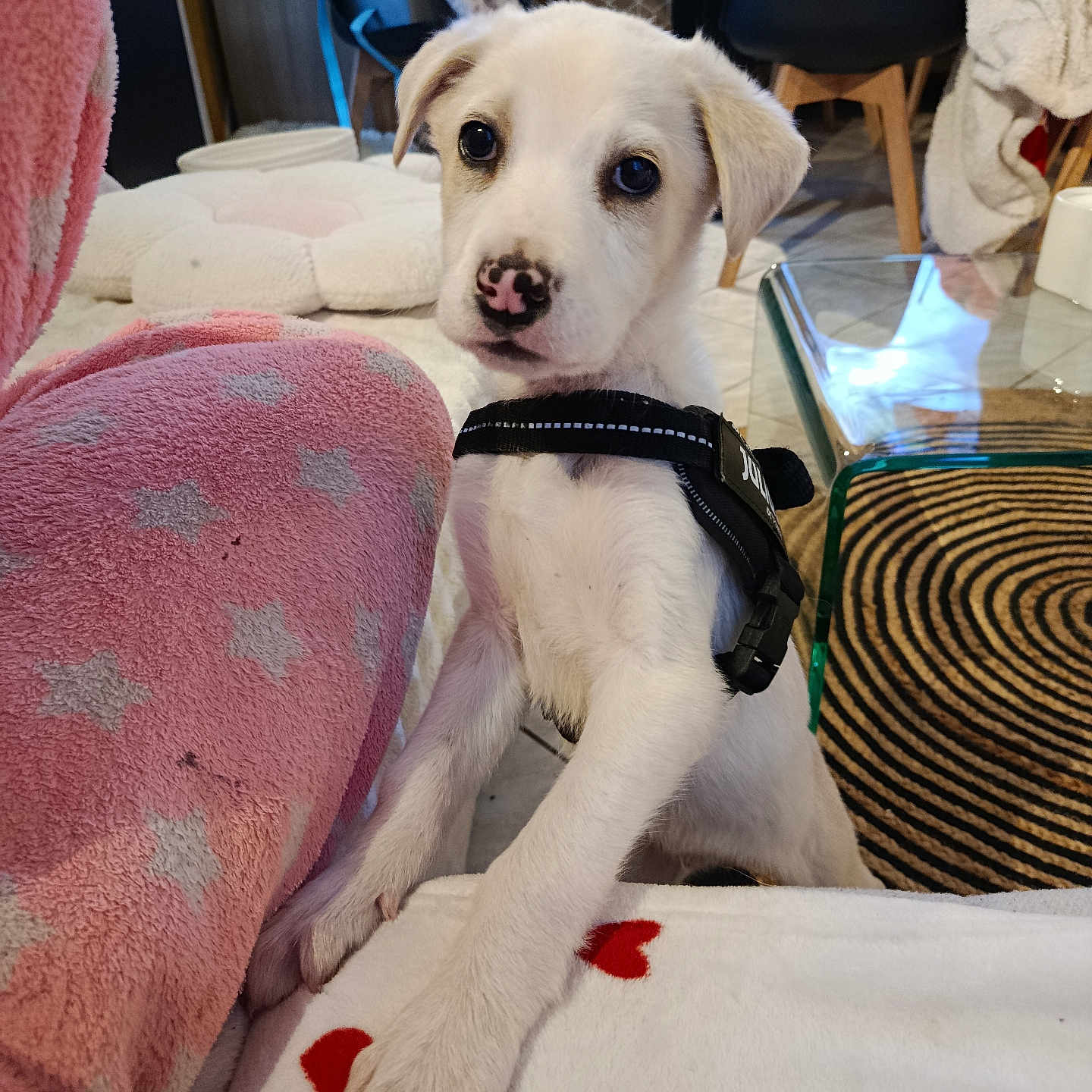 Billy a rejoint le concours — aidez-le/la à gagner de superbes lots ! puppy, dog, white_dog, pet, indoor, blanket, heart_pattern, pajamas, pink, furniture, table, chair, floor, person, cute, animal, nose, paw, home, cozy