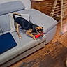 Tonus participe au concours pour gagner de l'argent avec cette photo : animal, canine, couch, cup, dog, domestic, drying_rack, floor, furniture, gray_couch, home, indoor, living_room, pet, playful, red_toy, table, toy, wooden_dresser, wooden_floor