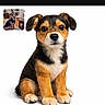 dog, puppy, sitting, white_background, pet, animal, brown, black, small, cute, fur, ears, face, portrait, studio, isolated, inset_image, website_text, promotional, domestic