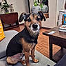 brown_black_fur, canine, couch, curious, decor, dog, domestic_animal, furniture, home_interior, houseplant, indoor, living_room, looking_at_camera, mirror, pet, plant, relaxed, seated, table, wooden_floor