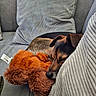 Tonus a rejoint le concours — aidez-le/la à gagner de superbes lots ! animal, black, brown, comfort, couch, cozy, dog, domestic, fur, furry, home, indoor, pet, pillow, plush_toy, relaxation, resting, sleeping, snuggling, soft
