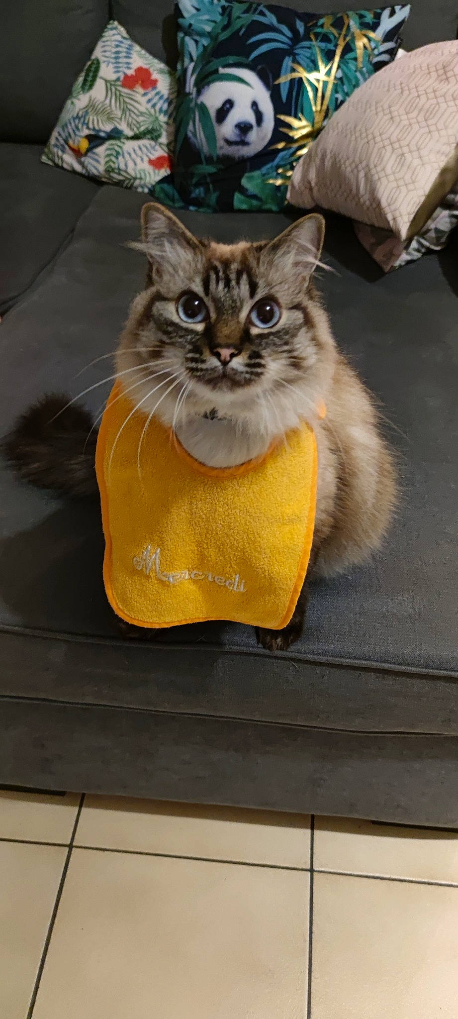 Rubis participe au concours pour gagner de l'argent avec cette photo : bag, cardboard, carnivore, cat, domestic_short_haired_cat, fashion_accessory, fawn, felidae, fur, grey, hat, luggage_and_bags, paper_bag, paw, small_to_medium_sized_cats, snout, tail, terrestrial_animal, whiskers