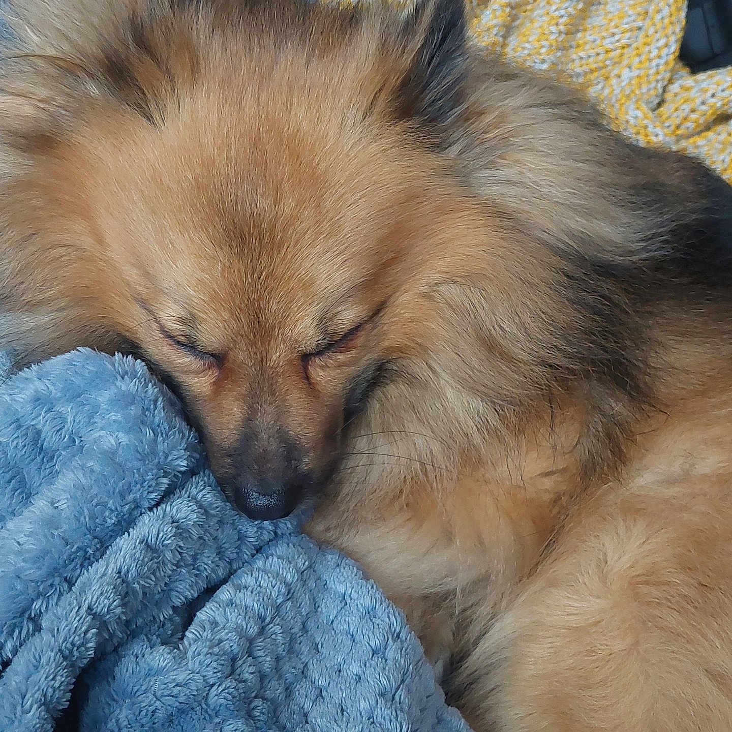 Tigrou participe au concours pour gagner de l'argent avec cette photo : animal, blanket, canine, chihuahua, chow, cockerspaniel, collie, dog, eskimodog, fox, germanshepherd, goldenretriever, papillon, person, pet, puppy, quilt, sleeping, towel