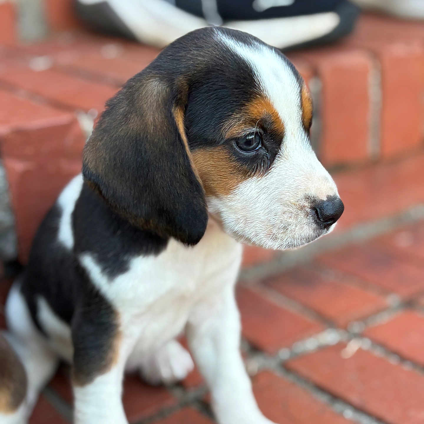 Cota is registered to the contest to win money with this photo: background_blur, black_white_brown, brick_pavement, close_up, curious, dog, ears, footwear, fur, nose, outdoor, paw, pet, puppy, side_profile, sitting, sneakers, snout, tricolor, young_dog