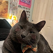 Herbert is registered to the contest to win money with this photo: animal, bow_tie, cat, close_up, cozy, cute, domestic_animal, door, ears, feline, furniture, gray_cat, indoor, lamp, pet, portrait, poster, relaxed, soft_lighting, whiskers