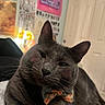 animal, bow_tie, cat, close_up, cozy, cute, domestic_animal, door, ears, feline, furniture, gray_cat, indoor, lamp, pet, portrait, poster, relaxed, soft_lighting, whiskers