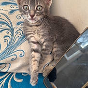 Grisouille a rejoint le concours — aidez-le/la à gagner de superbes lots ! animal, blue, cat, cushion, cute, device, ears, fur, gray_cat, indoor, kitten, pattern, paw, pet, resting, smartphone, tabby, whiskers, white, young