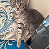 animal, blue, cat, cushion, cute, device, ears, fur, gray_cat, indoor, kitten, pattern, paw, pet, resting, smartphone, tabby, whiskers, white, young