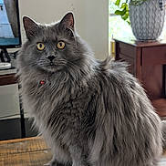 Aregon is registered to the contest to win money with this photo: cat, gray_cat, fluffy, long_hair, pet, animal, sitting, portrait, indoors, living_room, wooden_table, furniture, potted_plant, window, cabinet, alert, yellow_eyes, whiskers, collar, photograph