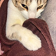 Pumba participe au concours pour gagner de l'argent avec cette photo : cat, towel, close_up, fur, white_paw, striped, pet, indoor, cozy, relaxed, whiskers, sleepy, comfort, animal, cute, domestic, feline, soft_texture, resting, warm