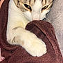 cat, towel, close_up, fur, white_paw, striped, pet, indoor, cozy, relaxed, whiskers, sleepy, comfort, animal, cute, domestic, feline, soft_texture, resting, warm