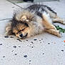 animal, canine, closeup, concrete, cute, daytime, dog, fluffy, fur, lying_down, mammal, mane, nature, outdoor, peaceful, pet, pomeranian, relaxed, resting, sleeping