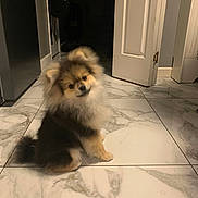 Yoda is registered to the contest to win money with this photo: dog, puppy, fluffy, indoor, marble_floor, curious, small_dog, tilted_head, pet, cute, home, door, floor, fur, animal, companion, domestic, sitting, adorable, curiosity