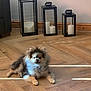 animal, black, brown, candle, cute, decor, dog, fluffy, fur, home, indoor, lantern, living_room, pet, puppy, relaxing, small_dog, sunlight, white, wooden_floor