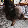 dog, black_dog, fluffy, pomeranian, bed, quilted_bedspread, indoor, furniture, blanket, chair, cabinet, cozy, pet, animal, relaxed, legs_outstretched, tongue_out, home, colorful, living_room