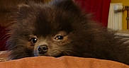 Blue participe au concours pour gagner de l'argent avec cette photo : dog, fluffy, brown, peeking, blanket, indoor, cozy, cute, pet, fur, nose, eyes, warm_colors, red_curtain, yellow_wall, sofa, home, relaxed, small_dog, portrait