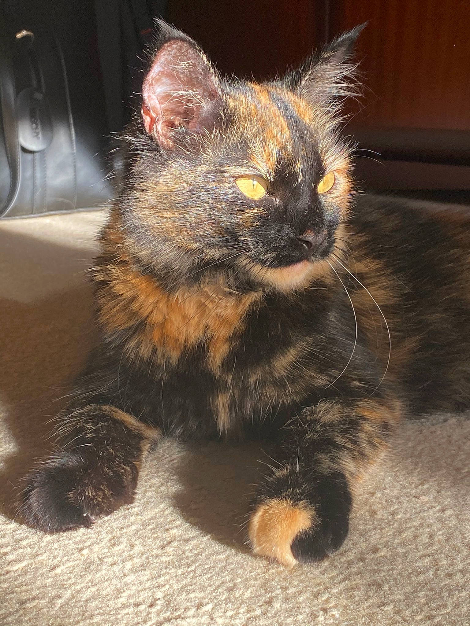 Ivy is registered to the contest to win money with this photo: carnivore, cat, cat_toy, claw, domestic_short_haired_cat, fawn, felidae, foot, fur, paw, sitting, small_to_medium_sized_cats, snout, tail, terrestrial_animal, whiskers
