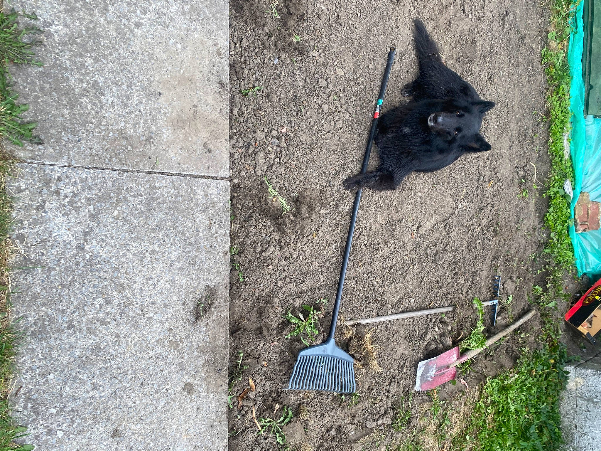 Tessy a rejoint le concours — aidez-le/la à gagner de superbes lots ! asphalt, carnivore, collar, concrete, dog, dog_breed, dog_supply, fashion_accessory, felidae, grass, leaf, leash, pet_supply, plant, road_surface, shadow, sidewalk, soil, tail, tar