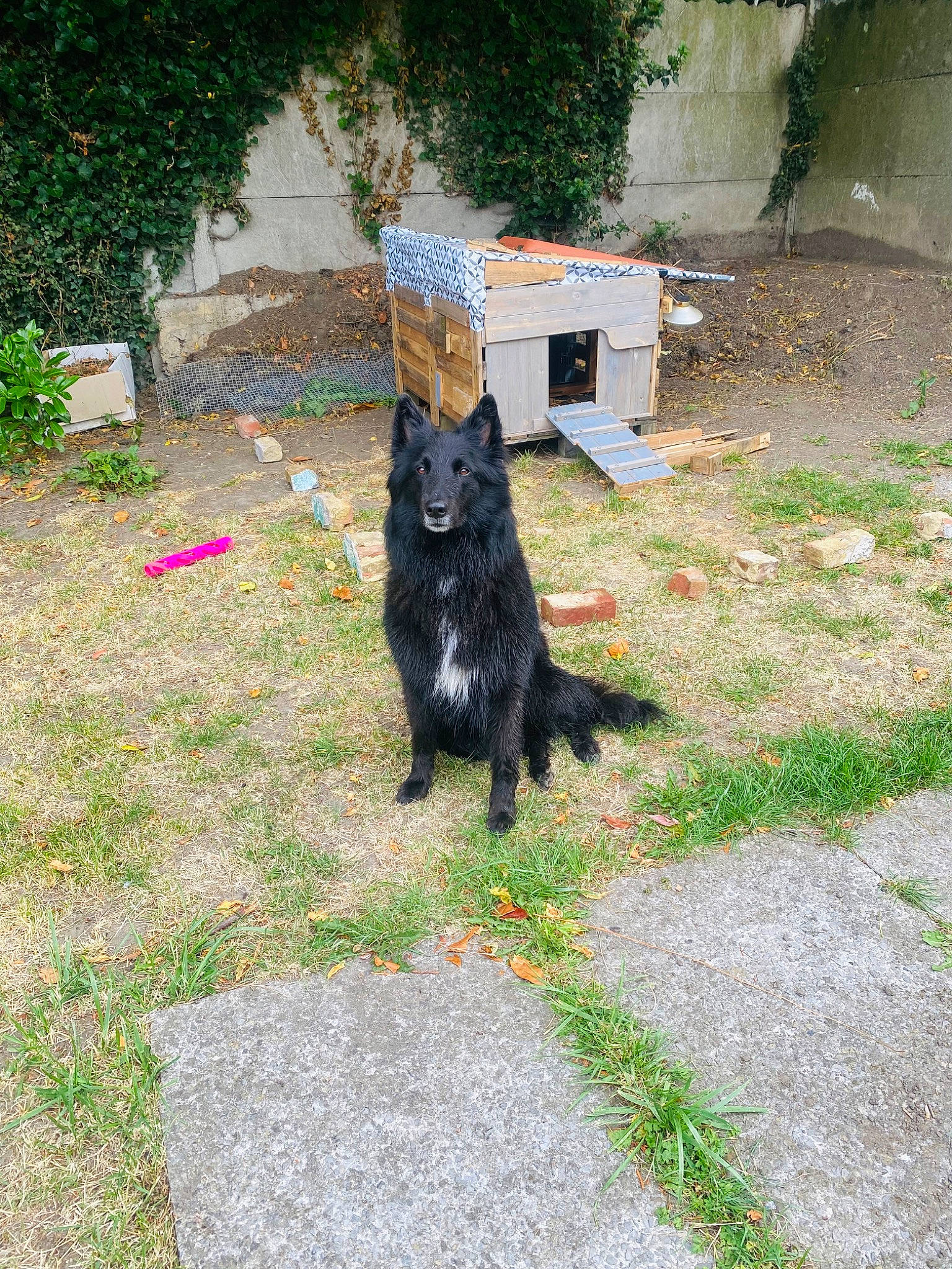 Tessy a rejoint le concours — aidez-le/la à gagner de superbes lots ! black_cat, canidae, carnivore, cat, dog_breed, domestic_short_haired_cat, felidae, fur, garden, grass, groundcover, plant, road_surface, small_to_medium_sized_cats, snout, sporting_group, tail, terrestrial_animal, whiskers, yard