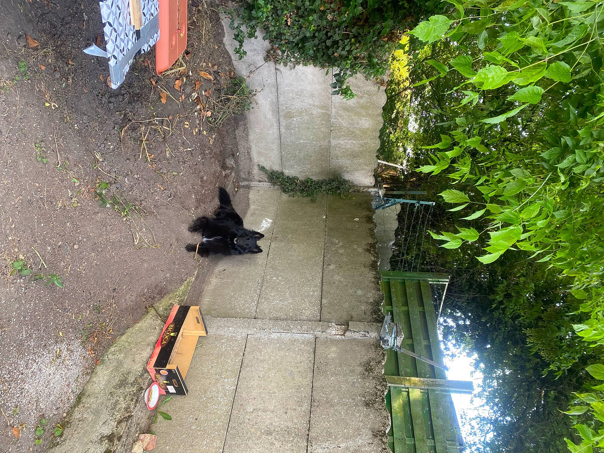 Tessy a rejoint le concours — aidez-le/la à gagner de superbes lots ! asphalt, concrete, curb, grass, landscape, leaf, plant, reflection, road, road_surface, shadow, shrub, sidewalk, soil, tail, tree, water, watercourse