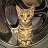 cat, kitten, tabby, animal, pet, feline, whiskers, ears, eyes, portrait, sitting, front_loading_washing_machine, laundry, washing_machine, metal, indoor, closeup, striped_fur, cute, funny