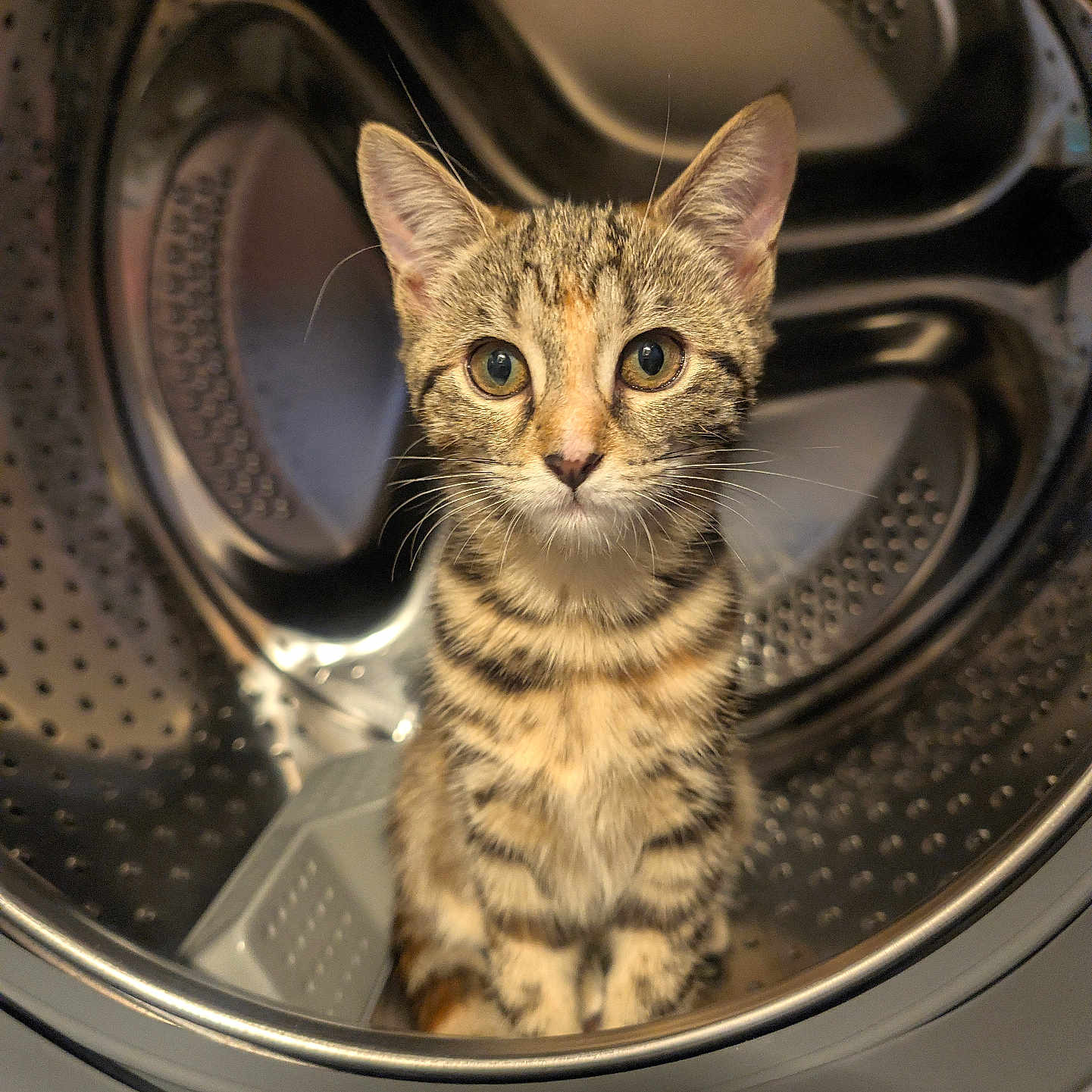 Birdy participe au concours pour gagner de l'argent avec cette photo : cat, kitten, tabby, animal, pet, feline, whiskers, ears, eyes, portrait, sitting, front_loading_washing_machine, laundry, washing_machine, metal, indoor, closeup, striped_fur, cute, funny