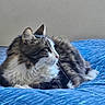 cat, feline, longhaired, fluffy, tuxedo_cat, black_and_white, whiskers, ears, eyes, nose, fur, lying_down, resting, bed, bedspread, blue, indoors, portrait, pet, relaxed