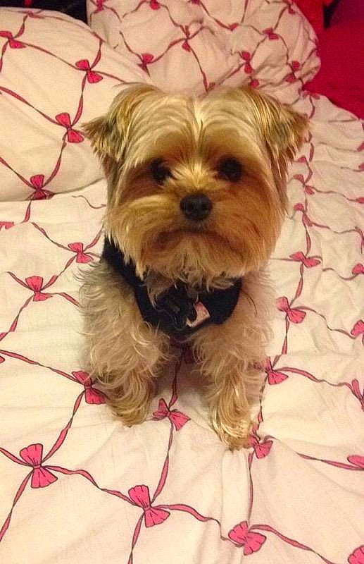 Ziggy joined the competition — help win amazing prizes! biewer_terrier, canidae, carnivore, chinese_imperial_dog, companion_dog, dog, dog_breed, lhasa_apso, maltepoo, maltese, mammal, morkie, puppy, schnoodle, shih_tzu, small_terrier, snout, terrier, vertebrate, yorkshire_terrier