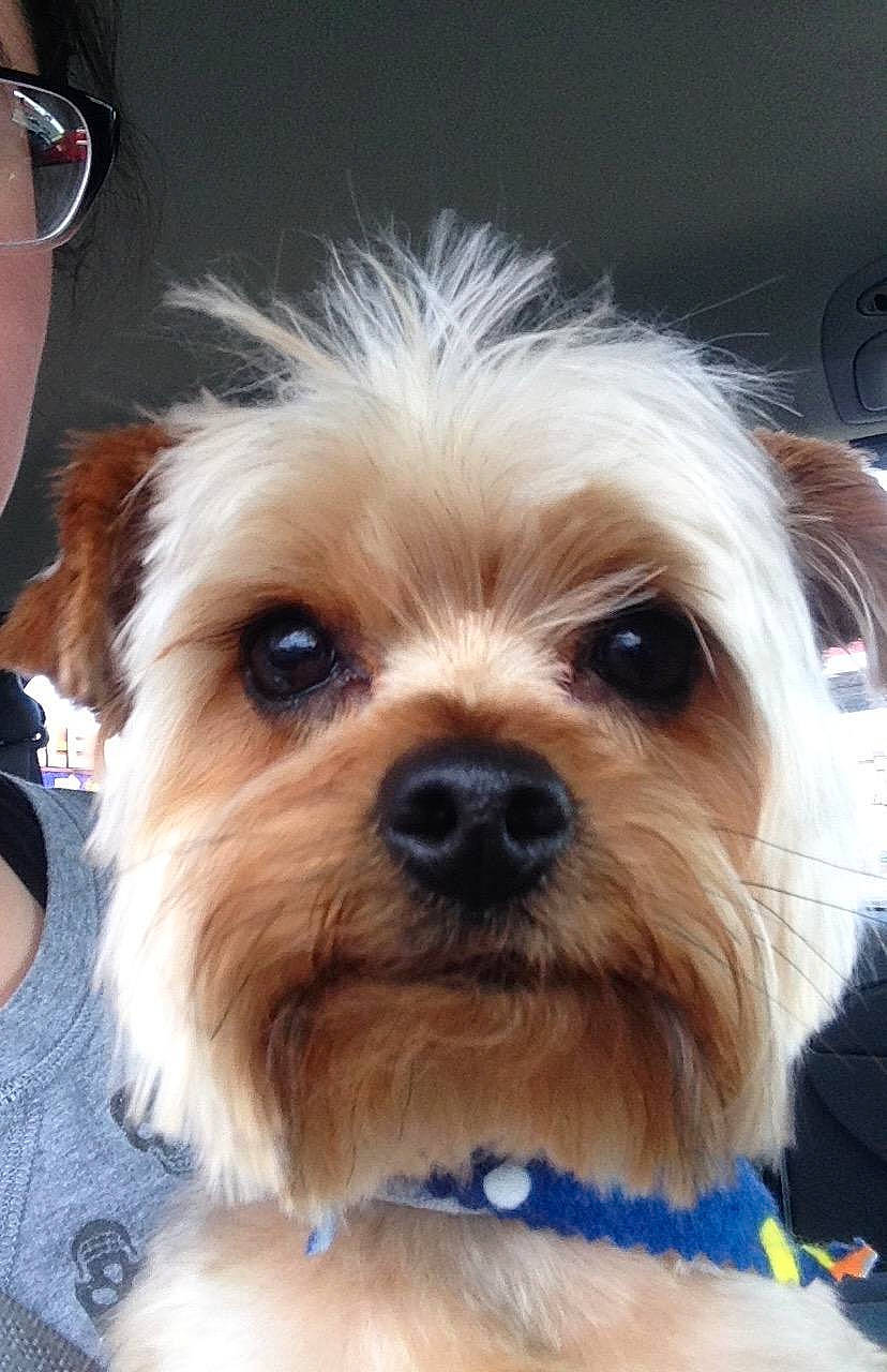 Ziggy joined the competition — help win amazing prizes! canidae, carnivore, chinese_imperial_dog, companion_dog, dog, dog_breed, lhasa_apso, maltepoo, mammal, morkie, norfolk_terrier, puppy, rare_breed_dog, small_terrier, snout, sporting_group, terrier, toy_dog, vertebrate, yorkshire_terrier