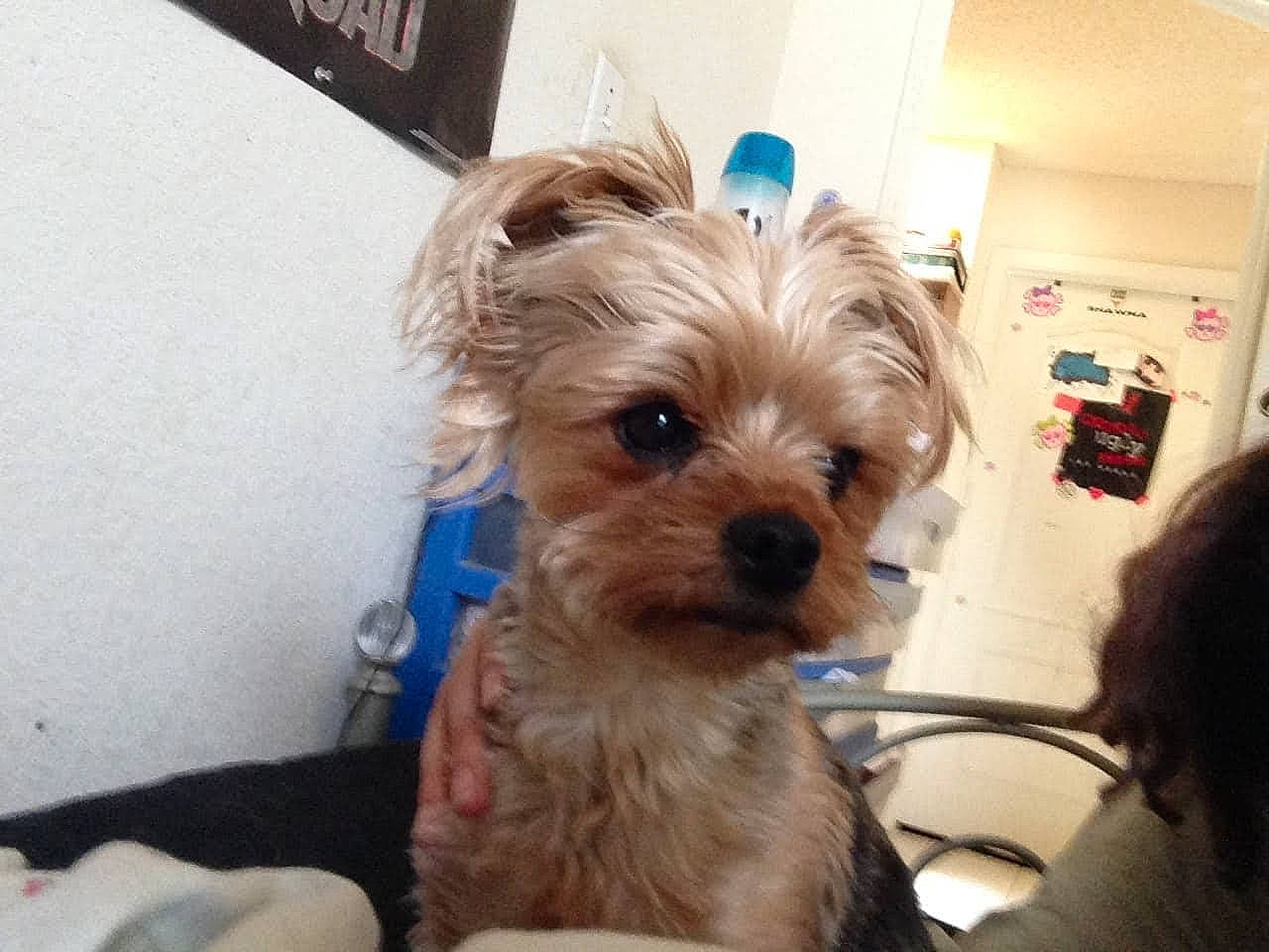 Ziggy joined the competition — help win amazing prizes! cairn_terrier, canidae, carnivore, companion_dog, dog, dog_breed, ear, maltepoo, mammal, morkie, norfolk_terrier, puppy, rare_breed_dog, small_terrier, snout, terrier, toy_dog, vertebrate, yorkipoo, yorkshire_terrier