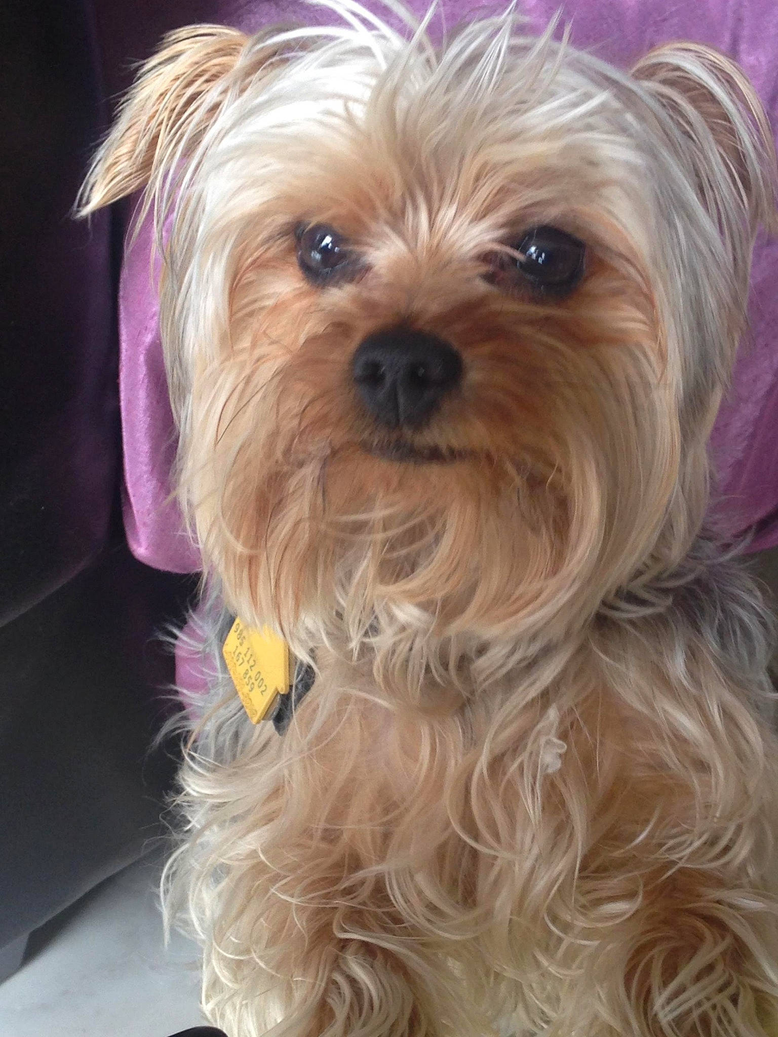 Ziggy is registered to the contest to win money with this photo: australian_silky_terrier, biewer_terrier, canidae, carnivore, chinese_imperial_dog, companion_dog, dog, dog_breed, maltepoo, mammal, morkie, puppy, rare_breed_dog, small_terrier, snout, terrier, toy_dog, vertebrate, yorkipoo, yorkshire_terrier
