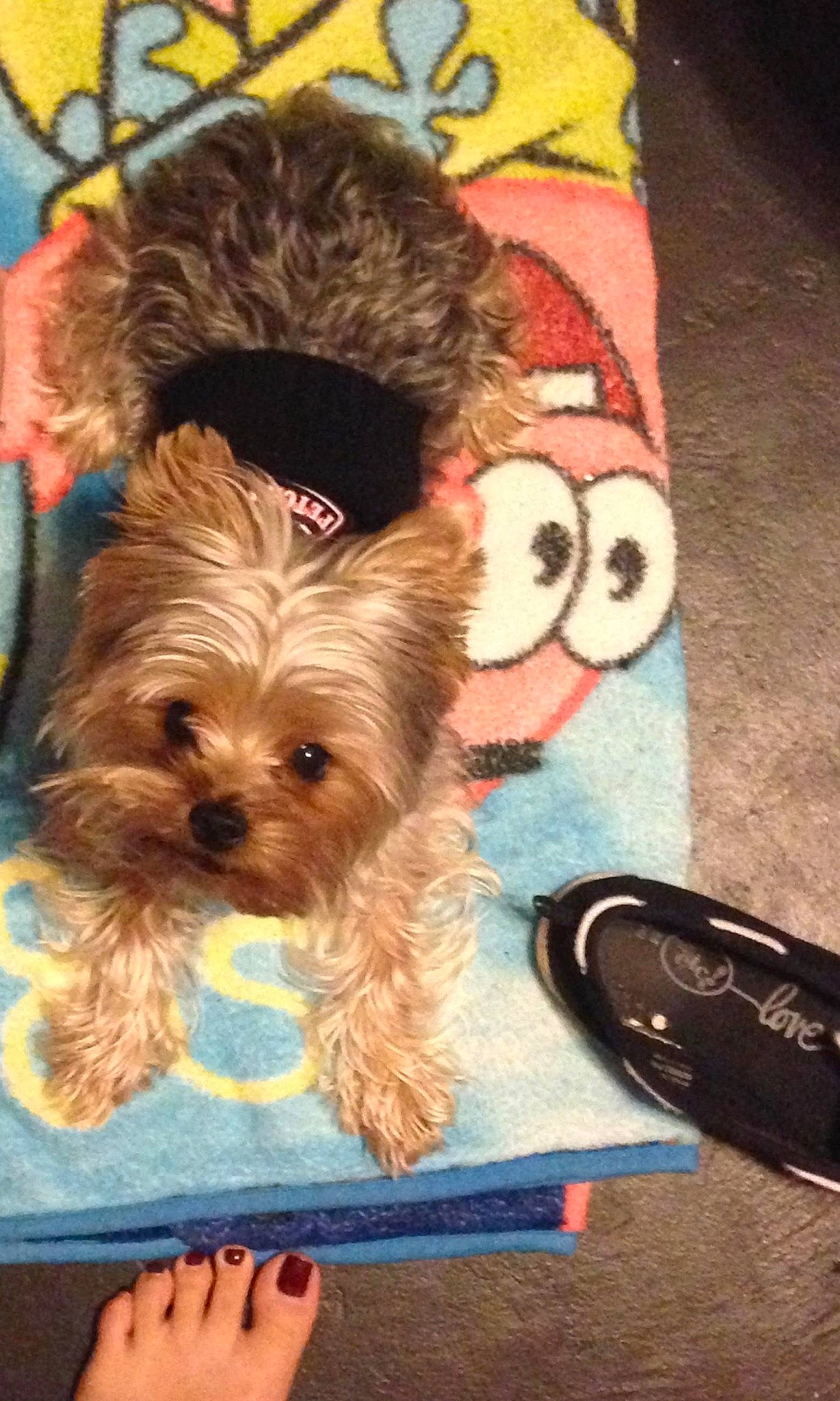 Ziggy is registered to the contest to win money with this photo: biewer_terrier, canidae, carnivore, chinese_imperial_dog, companion_dog, dog, dog_breed, maltepoo, maltese, mammal, morkie, puppy, rare_breed_dog, schnoodle, shih_tzu, small_terrier, terrier, toy_dog, yorkipoo, yorkshire_terrier