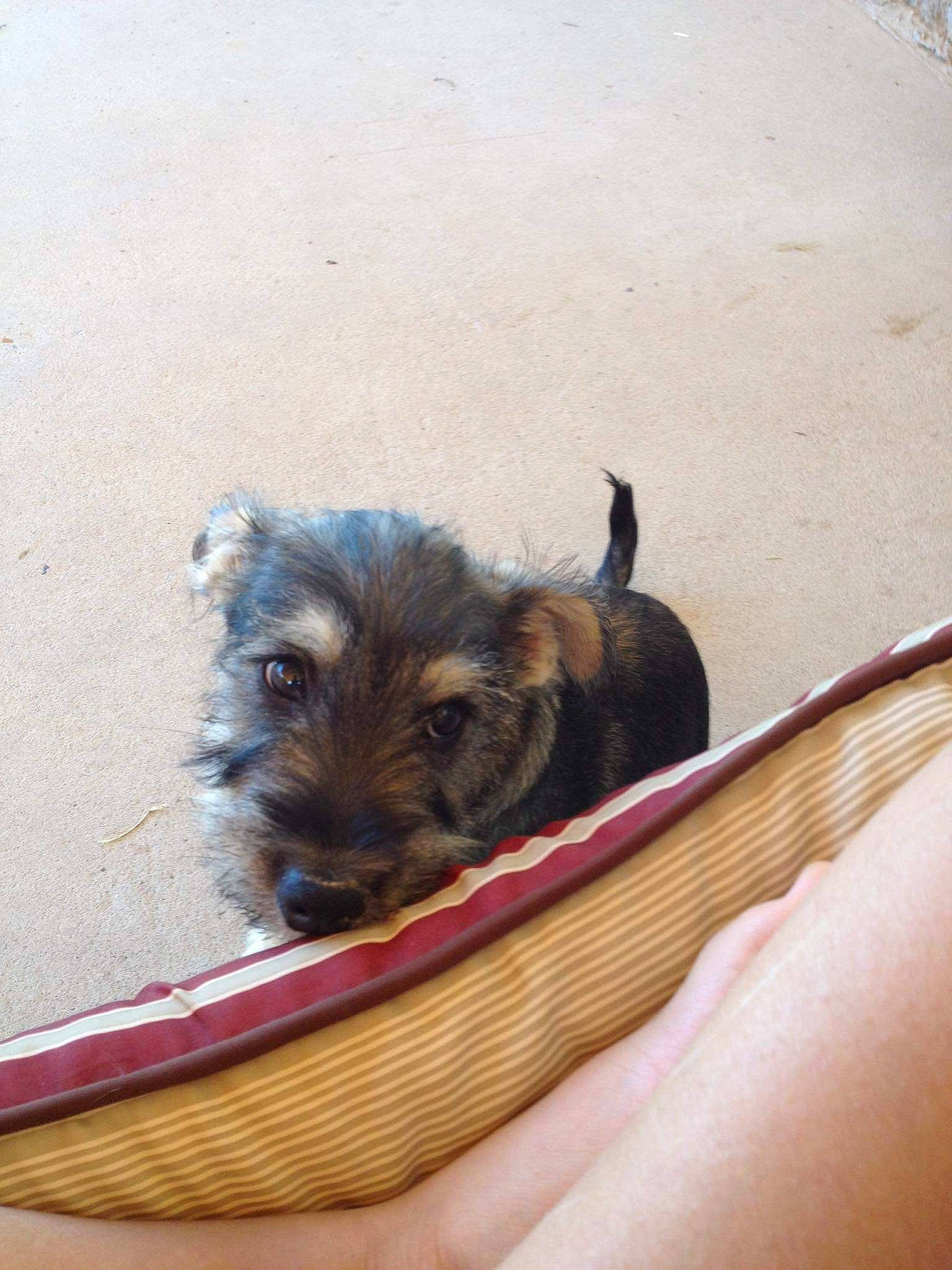 Doyle is registered to the contest to win money with this photo: australian_silky_terrier, australian_terrier, cairn_terrier, canidae, carnivore, companion_dog, dog, dog_breed, mammal, morkie, puppy, rare_breed_dog, schnauzer, small_terrier, sporting_lucas_terrier, terrier, toy_dog, vertebrate, yorkipoo, yorkshire_terrier