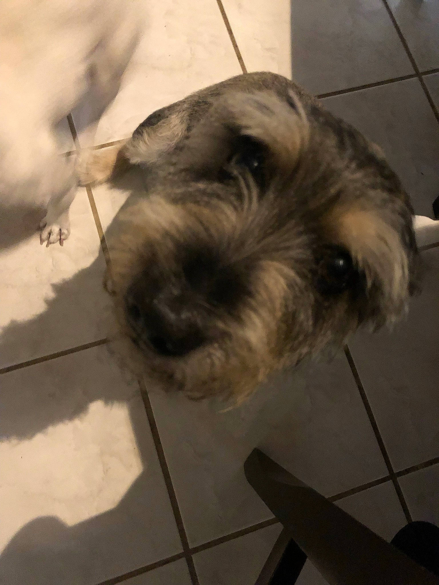 Doyle joined the competition — help win amazing prizes! canidae, carnivore, catalan_sheepdog, companion_dog, dog, dog_breed, kyi_leo, lhasa_apso, mammal, miniature_schnauzer, puppy, rare_breed_dog, schnauzer, schnoodle, small_terrier, snout, sporting_group, sporting_lucas_terrier, standard_schnauzer, tibetan_terrier