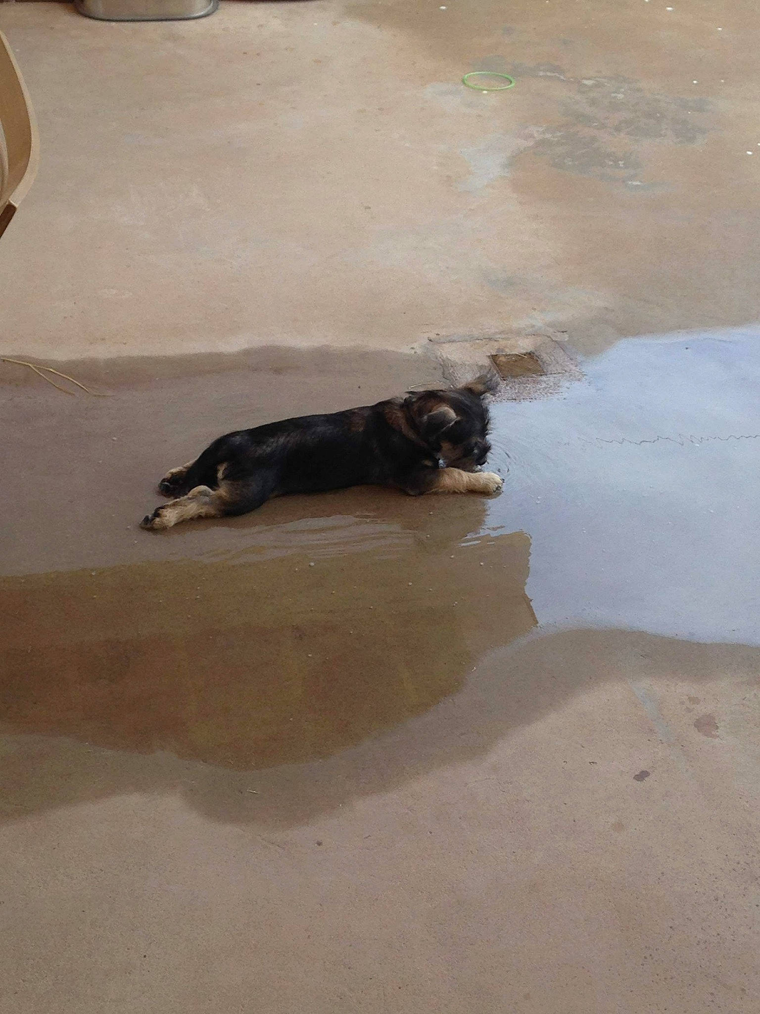 Doyle joined the competition — help win amazing prizes! canidae, dog_breed, fawn, floor, flooring