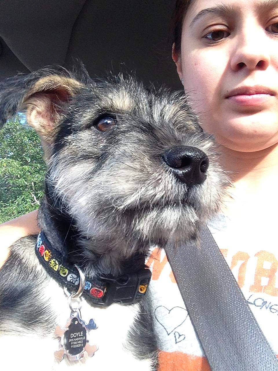 Doyle joined the competition — help win amazing prizes! bouvier_des_ardennes, cairn_terrier, canidae, carnivore, companion_dog, dog, dog_breed, ear, mammal, miniature_schnauzer, rare_breed_dog, schnauzer, schnoodle, snout, sporting_group, standard_schnauzer, terrier, vertebrate