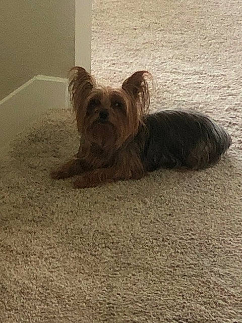 Opal joined the competition — help win amazing prizes! australian_silky_terrier, cairn_terrier, canidae, carnivore, companion_dog, dog, dog_breed, fawn, glen_of_imaal_terrier, mammal, morkie, puppy, rare_breed_dog, small_terrier, snout, sporting_group, terrier, toy_dog, yorkshire_terrier