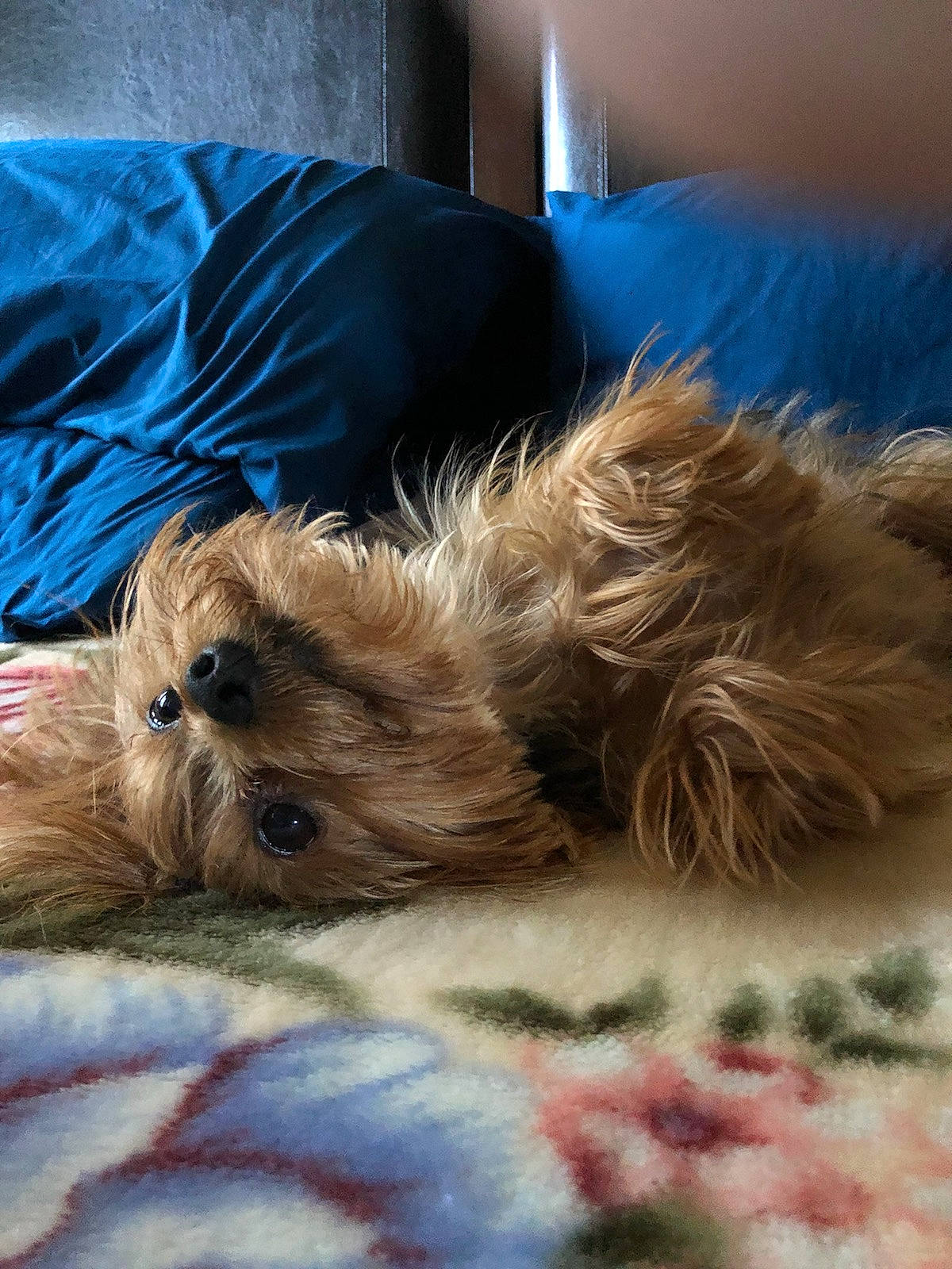 Opal is registered to the contest to win money with this photo: australian_silky_terrier, canidae, carnivore, cavapoo, chinese_imperial_dog, companion_dog, dog, dog_breed, glen_of_imaal_terrier, lhasa_apso, maltepoo, mammal, morkie, puppy, rare_breed_dog, schnoodle, shih_tzu, small_terrier, terrier, yorkshire_terrier