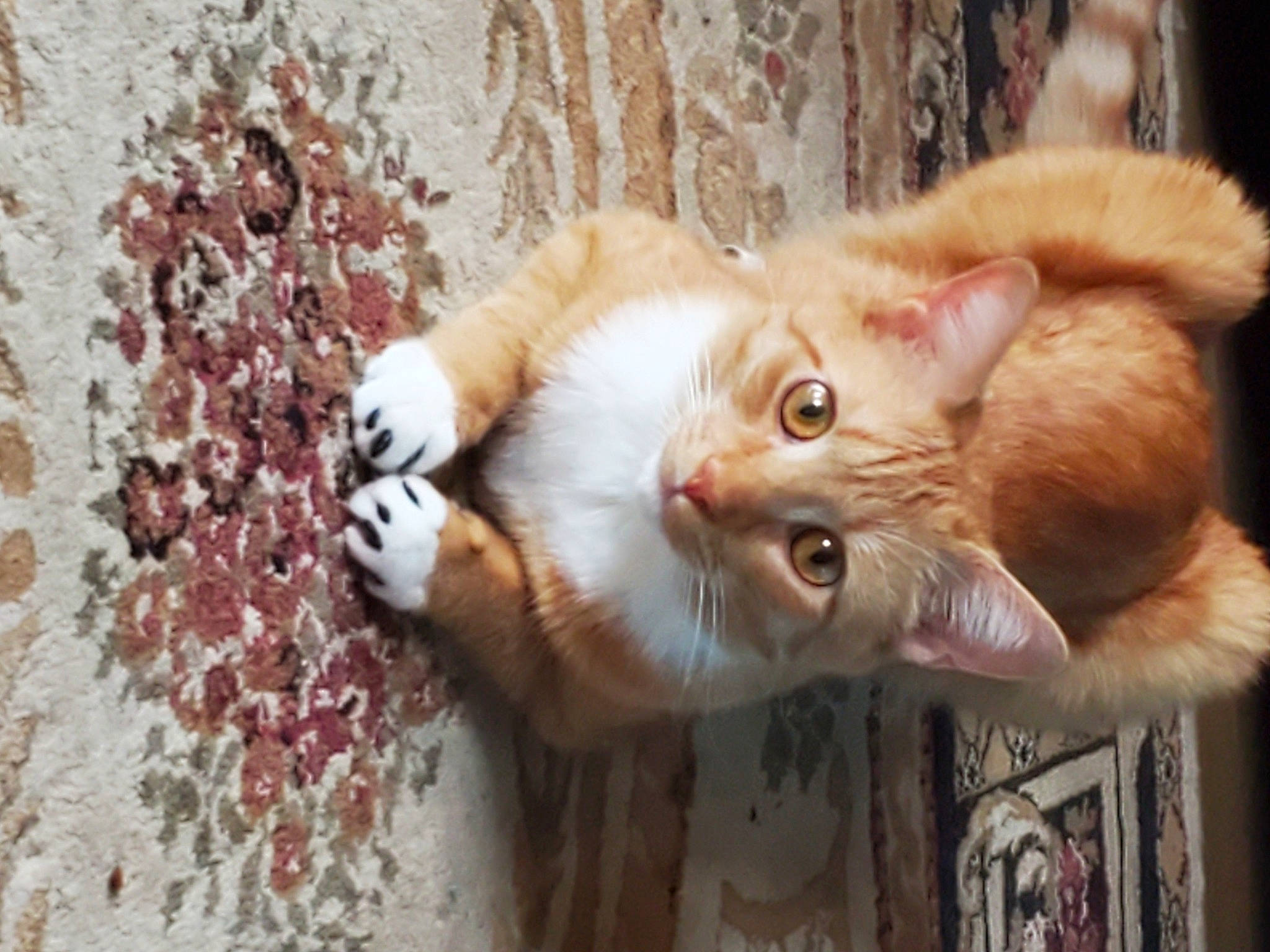 Ember is registered to the contest to win money with this photo: carnivore, cat, claw, domestic_short_haired_cat, fawn, felidae, fur, paw, small_to_medium_sized_cats, snout, tail, whiskers, window, wood