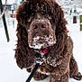 big_eyes, brown_dog, canine, close_up, dog, fluffy, fur, leash, muzzle, nose, outdoors, park, paws, pet, playful, portrait, sitting, snow, snowy_muzzle, winter
