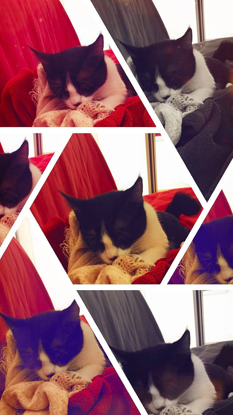 Xena a rejoint le concours — aidez-le/la à gagner de superbes lots ! black, carnivore, cat, facial_expression, felidae, gesture, green, human, light, line, mammal, organ, organism, photograph, small_to_medium_sized_cats, textile, tree, vertebrate, white, yellow