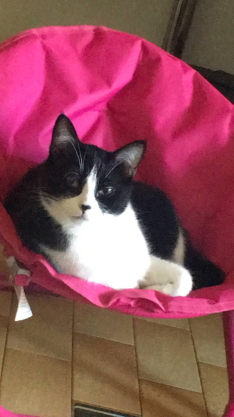 Xena participe au concours pour gagner de l'argent avec cette photo : carmine, carnivore, cat, cat_supply, comfort, domestic_short_haired_cat, eye, felidae, fur, lap, magenta, neck, pet_supply, pink, sleeve, small_to_medium_sized_cats, snout, tail, textile, whiskers