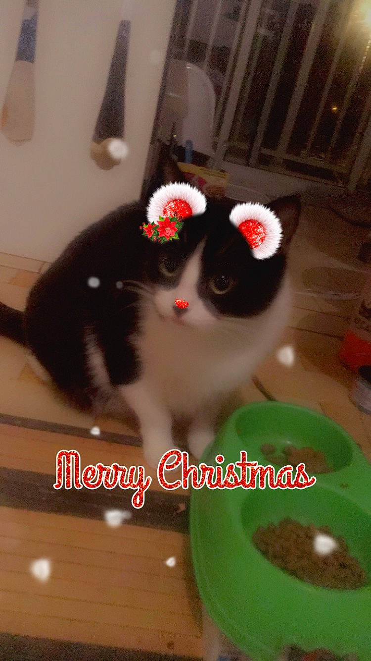 Xena participe au concours pour gagner de l'argent avec cette photo : carmine, carnivore, cat, comfort_food, eyewear, felidae, flooring, fur, goggles, hat, ingredient, photo_caption, plant, recipe, small_to_medium_sized_cats, sunglasses, tableware, tail, toy, whiskers