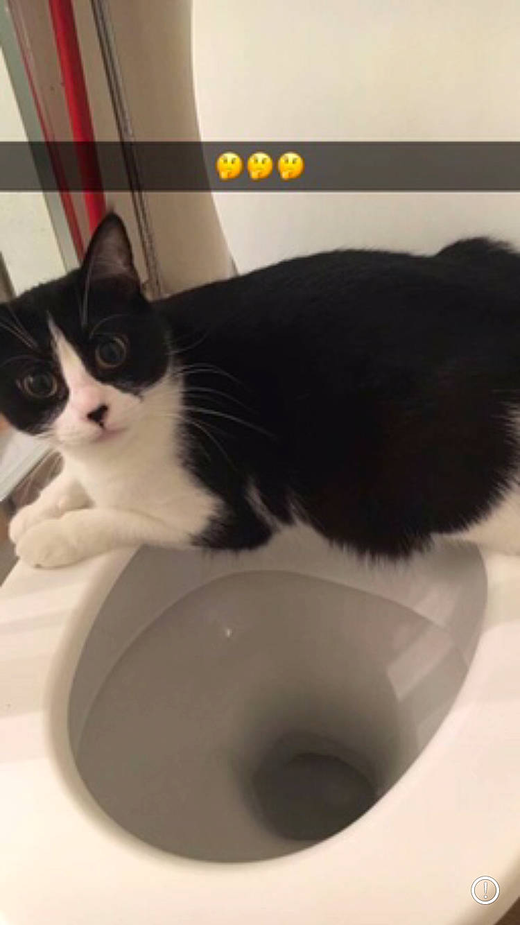 Xena a rejoint le concours — aidez-le/la à gagner de superbes lots ! bathroom, bathroom_sink, carnivore, cat, ceramic, domestic_short_haired_cat, felidae, fluid, liquid, mammal, pet_supply, plumbing, plumbing_fixture, sink, small_to_medium_sized_cats, tail, tap, toilet, vertebrate, whiskers