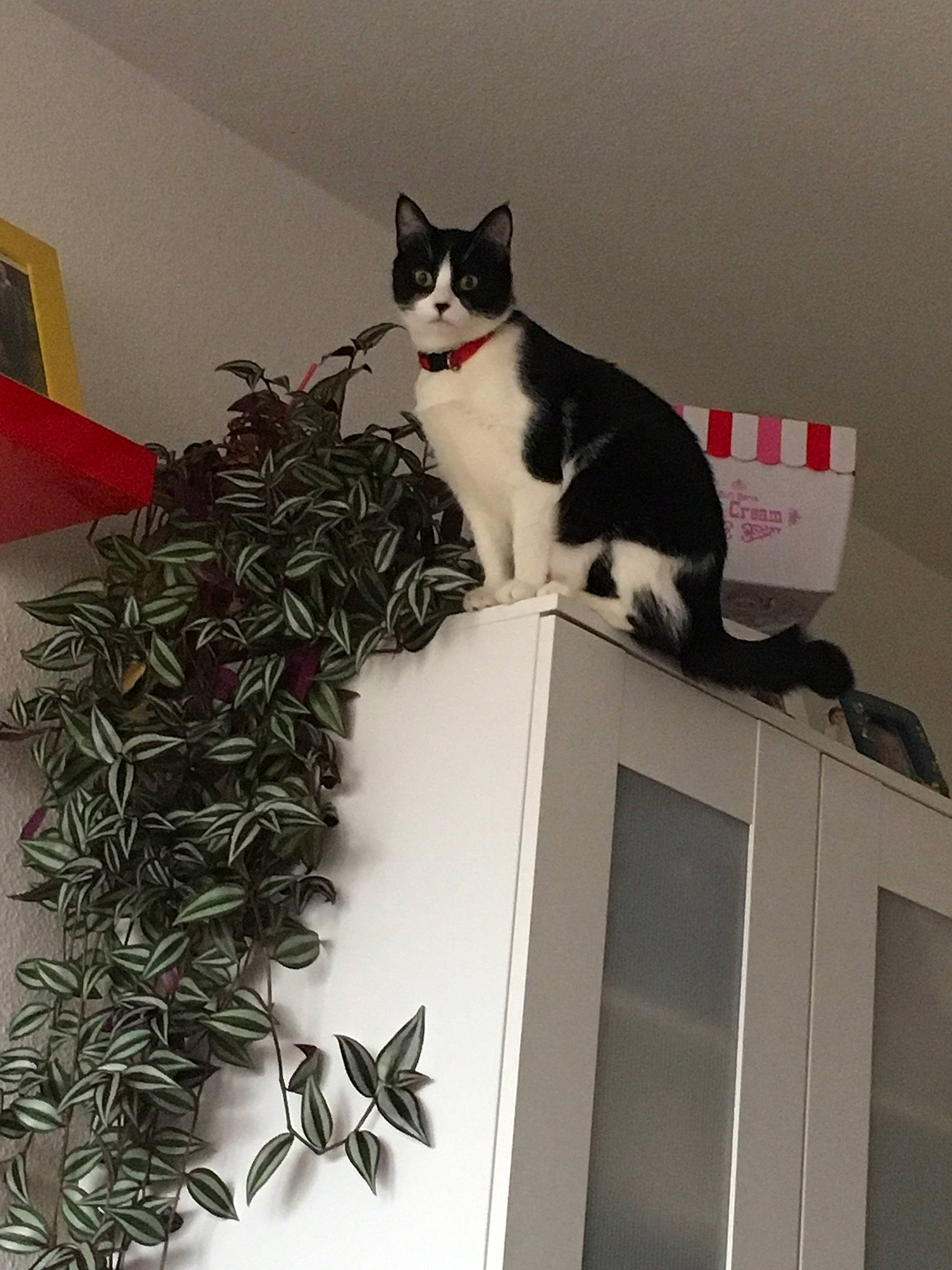 Xena a rejoint le concours — aidez-le/la à gagner de superbes lots ! box, cardboard, carnivore, carton, cat, domestic_short_haired_cat, felidae, fur, herb, office_supplies, packaging_and_labeling, paper, paper_product, peripheral, plant, room, shipping_box, small_to_medium_sized_cats, tail, whiskers